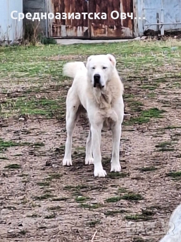 Сао-Алабай, снимка 4 - Алабай - 54066326