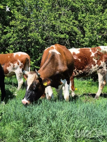 Здравейте продавам крави и телета, снимка 3 - Крави - 54095204