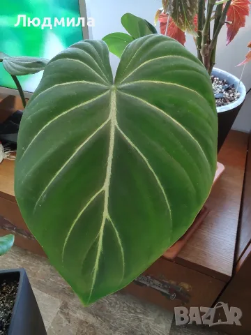 Филодендрон 'Глориозум Зебра' / Philodendron gloriosum zebra