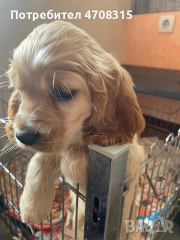 Кокер шпаньол момче карамел ваксина, снимка 2 - Кокер шпаньол - 54134063
