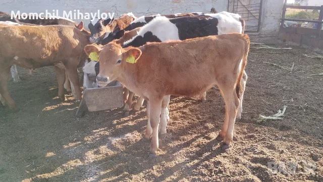 продавам женско жарсе, снимка 2 - Крави - 55669517