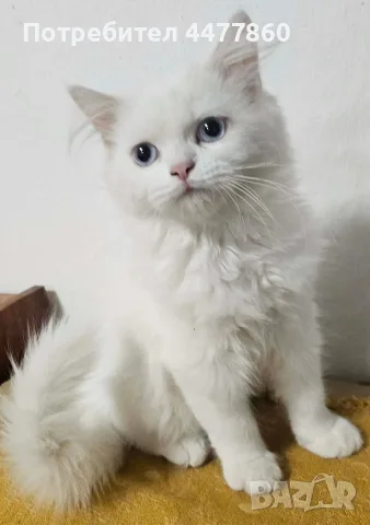 Персийски котенца , снимка 5 - Персийска - 55637813