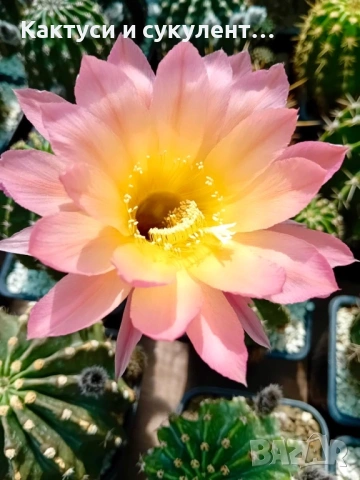 Кактус Echinopsis Hybrid омбре (ombre) преливащи се цветове