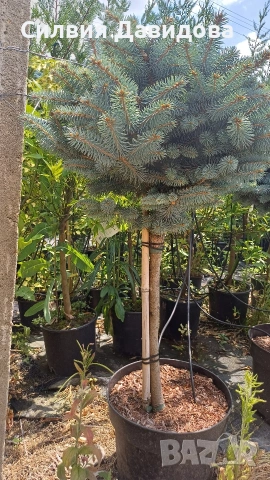 Глаука глобоза Glauca globosa, снимка 3 - Градински цветя и растения - 55227366