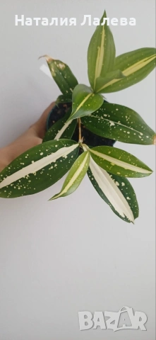 Драцена, dracena milky way, снимка 3 - Стайни растения - 54188710