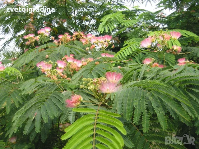 Albizia julibrissin