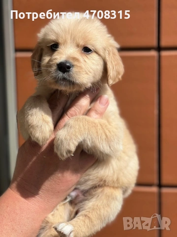 Голдън ретривър момче родословен баща