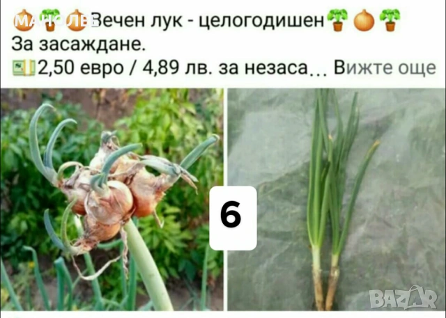 🪻🪴🪷🎁7 вида студоустойчиви растения❄️☃️ -, снимка 6 - Градински цветя и растения - 54099234