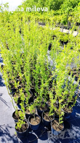Къдрава върба ‘Тортуоса’, (Salix matsudana ‘Tortuosa’), снимка 13 - Градински цветя и растения - 53639320