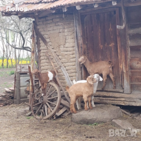 Продавам ярета, снимка 6 - Кози - 54291292