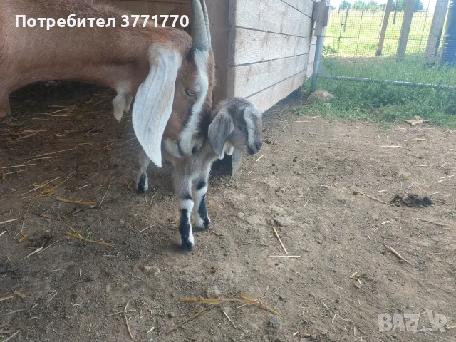 Мъжко козле Мини Нубиан (Mini Nubian), родено на 14.06.2026 г., снимка 2 - Кози - 55562042