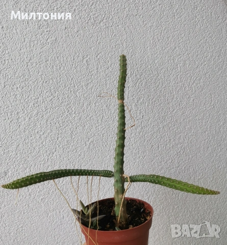 селеницереус ваганс , снимка 2 - Стайни растения - 50456733
