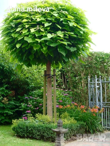 Каталпа, Catalpa bignonioides, снимка 2 - Градински цветя и растения - 54894868