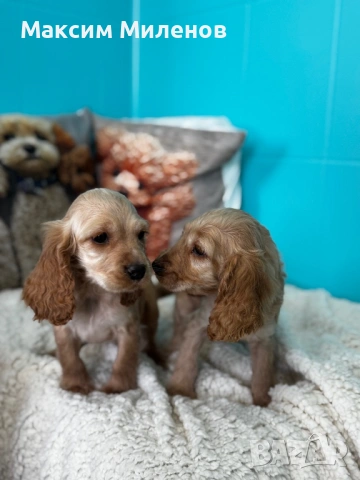 Кокер Шпаньол, снимка 2 - Кокер шпаньол - 54338329