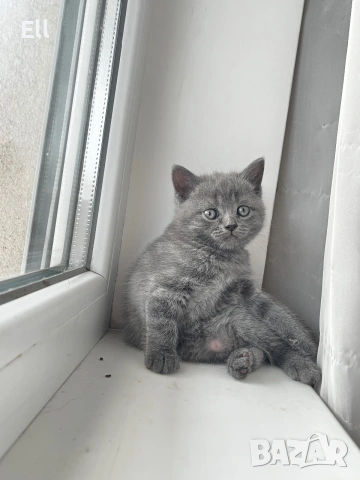 Британско коте, снимка 4 - Британска късокосместа - 55013840