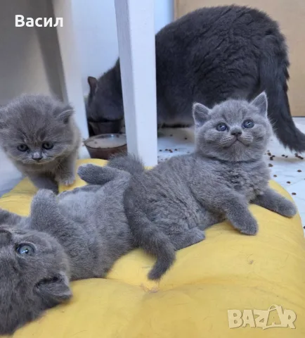Продавам британски късокосмести котета, снимка 7 - Британска късокосместа - 46684108