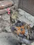 Домашни петли Средец, снимка 8