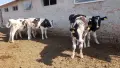 Продавам  юници, снимка 2