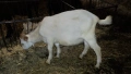 продавам ярета, снимка 1