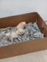 Mini Pomerani, снимка 4