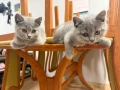 🐾 Прекрасни женски котенца Британска късокосместа търсят своя дом 🐾, снимка 3