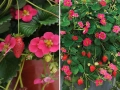 Strawberry ‘Toscana’ / Ягода „Тоскана“, снимка 2