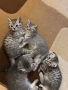 Британско коте таби, снимка 8