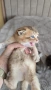 Шотландски чинчили, снимка 4