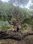 Подаряват се малки котета, снимка 5