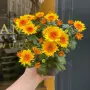 Хризантема Suntaste жълта, снимка 4