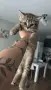 Шотландско котенце, снимка 3
