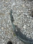 Предна броня Kia Picanto. Киа Пиканто. Оригинална. 86511-G6CAB. 2024- , снимка 4