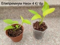 Епипремнум Неон / Филодендрон Бразил / Лудизия , снимка 6