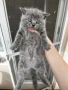 Британски котета, снимка 2