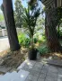 Продавам палма Юка / Yucca, 25 годишна, 1.7 м. височина, снимка 2