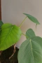 Фикус религиоза, Дървото на Буда, Ficus religiosa, 2-год. растение, снимка 2