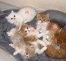 Персийски котета, снимка 1