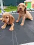 Английски кокер шпаньоли, снимка 2