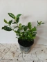 Гардения / Gardenia “Jasminoides”, снимка 7