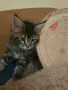 Котенца Мейн Куун, снимка 4