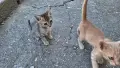 Подарявам котенца, снимка 9