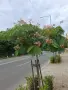 АЛБИЦИЯ фиданки, снимка 1