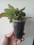 Еписция, episcia Silver Skies, снимка 2