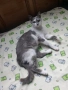 Перник Женска котка на година и половина търси дом , снимка 2