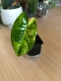 Philodendron Burle Marx Variegata , снимка 1