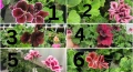 🚨 ПОСЛЕДНИ БРОЙКИ! Кралско мушкато (Pelargonium grandiflorum) на ТОП цена! 3 €🚨, снимка 1