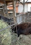 стадо млечни кози , снимка 3