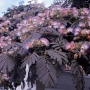 Албиция „Летен шоколад“ (Albizia julibrissin ‘Summer Chocolate’), снимка 2