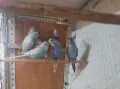 Продавам вълнисти папагали, снимка 2
