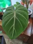 Филодендрон 'Глориозум Зебра' / Philodendron gloriosum zebra, снимка 1